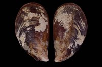 藏品(厚殼菜蛤(厚殼貽貝))的圖片